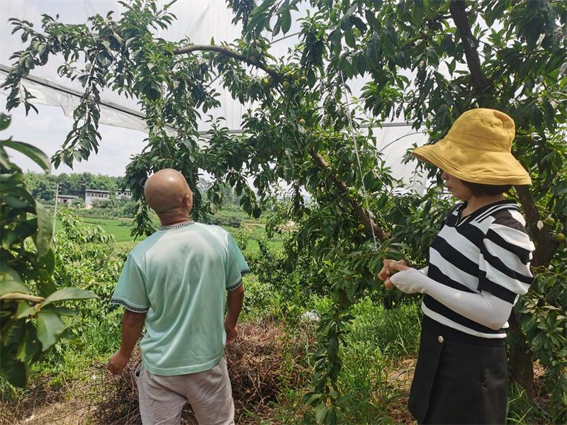 李子最新品種，探索未來果樹的繁榮與潛力，李子新品種揭秘，果樹繁榮與未來潛力探索