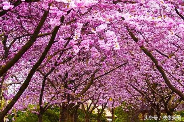 最新安陽地圖，探索古都的新面貌，最新安陽地圖，古都新面貌探索之旅