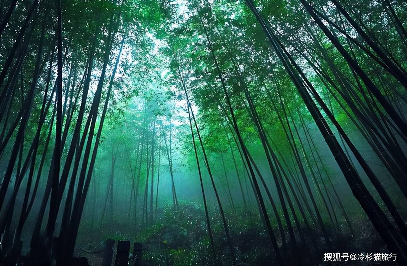 東海槍金棒破空，林中山色綠意盎然