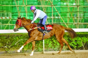 今晚澳門特馬開獎預測：四不像圖解分析